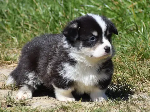 Welsh Corgi Pembroke  Basile De La Folle Emprise photo 3