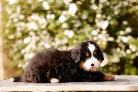 Bouvier Bernois  Chiot 7 De La Vallée De L'Hyrome photo 3