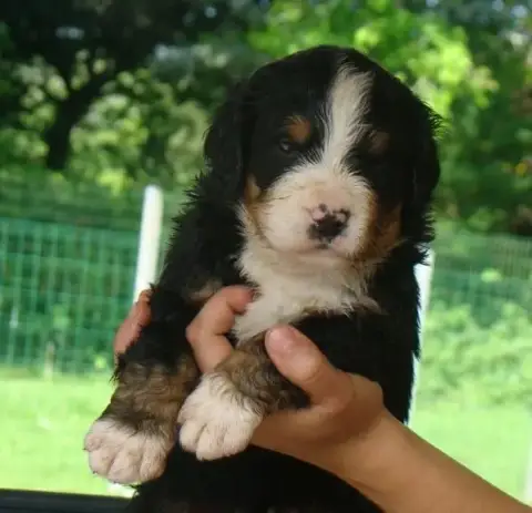 Bouvier Bernois  Chiot 6 Du Royaume Des Reves photo 2