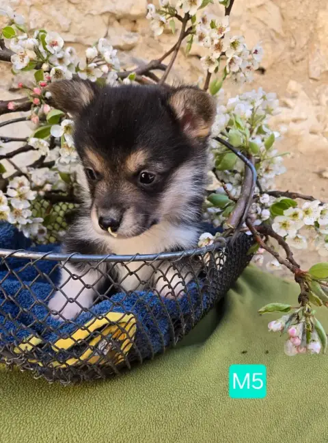Welsh Corgi Pembroke  Chiot N°4 Domaine Du Mont Tourn 37265 photo 2