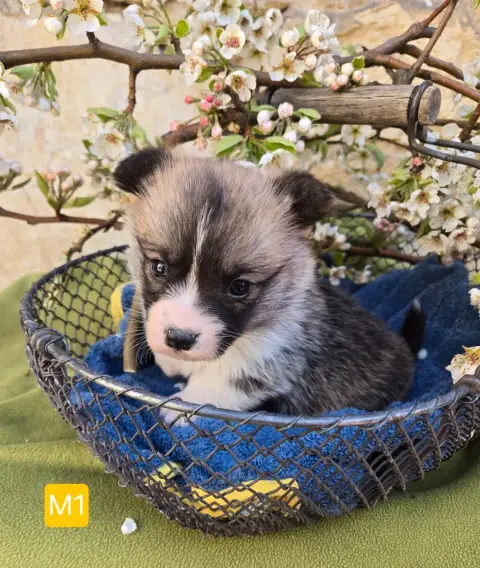 Welsh Corgi Pembroke  Chiot N°1 Domaine Du Mont Tourn 8d79d photo 2