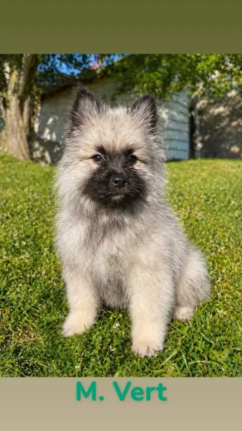 Spitz Allemand  "Vert" B.... Du Royaume Des Khaleesis 5e5b8