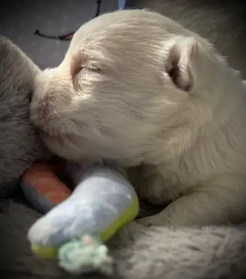 West Highland White Terrier  Chiot N°3 De La Douce So a5f77