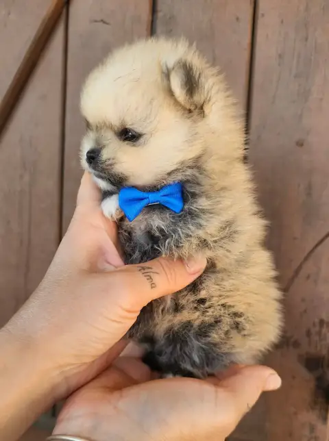 Spitz Allemand  Brownie Des Amours De Claya photo 3