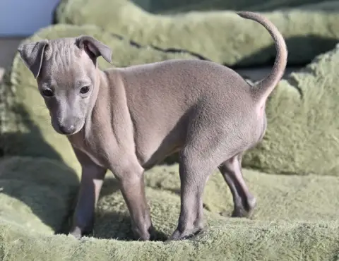 Petit Levrier Italien  Chiot N°3 Lux Elegantia photo 3