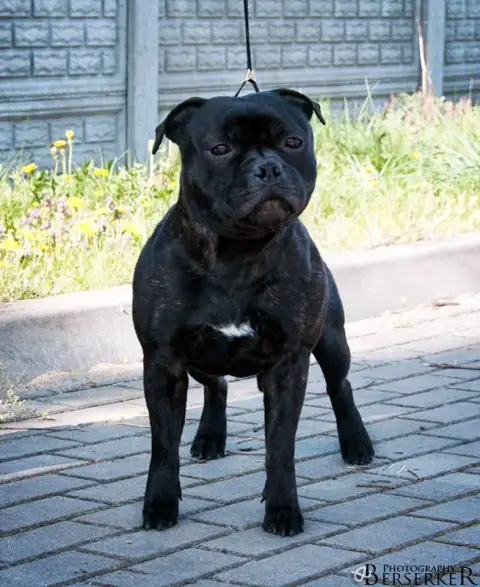 Staffordshire Bull Terrier  Chiot 2 Multi Generation 2f646 photo 3