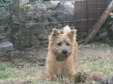 Cairn Terrier  Chiot 2 Des Cedres De Bourdane photo 3