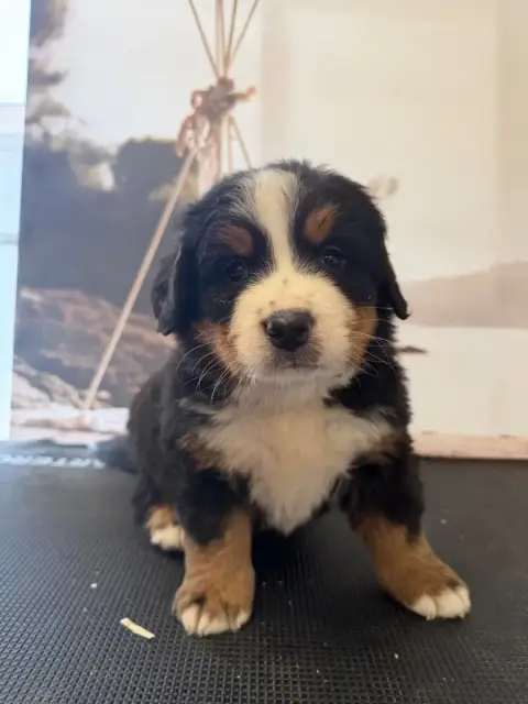 Bouvier Bernois  Buddy -