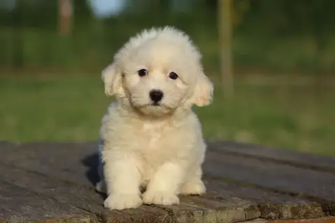 Coton De Tulear  Benson Le Bois De La Brousse photo 2