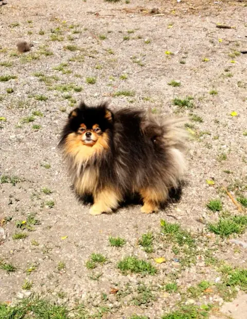 Spitz Allemand photo 3