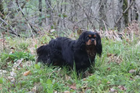 Cavalier King Charles Spaniel  Chiot N°1 Du Mont D'Am b50b5 photo 3