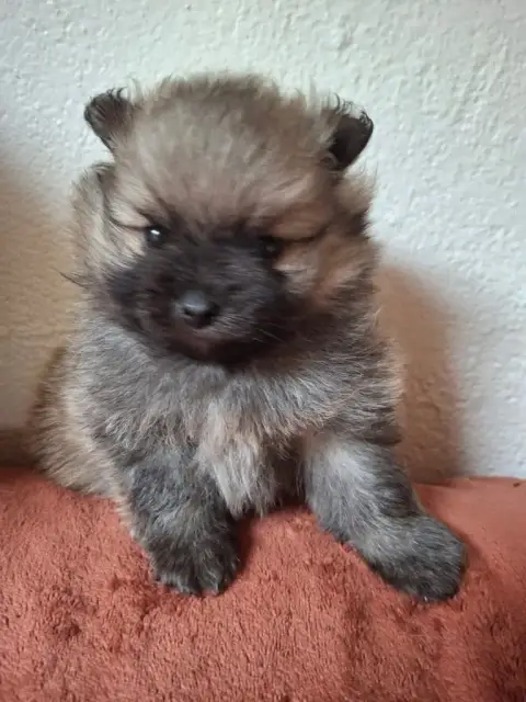 Spitz Allemand  Chiot N°1 De Mingyar