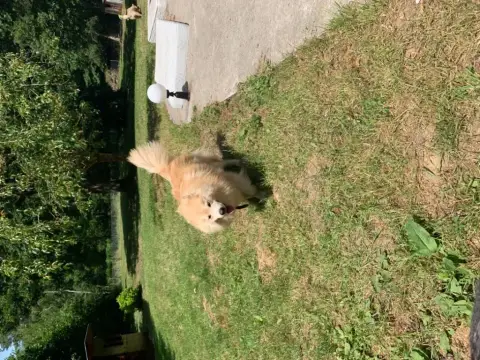 Chien Finnois De Laponie  Chiot 3 Des Quatre Vents Ze fd7b4 photo 3