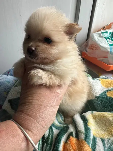 Spitz Allemand  Chiot 3 Des Dunes De Keremma photo 2