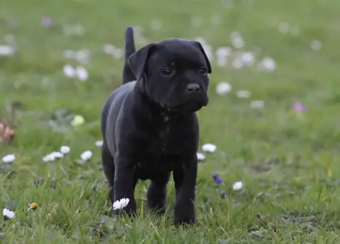 Staffordshire Bull Terrier  Bellona Land Of Black Pea e628b photo 2