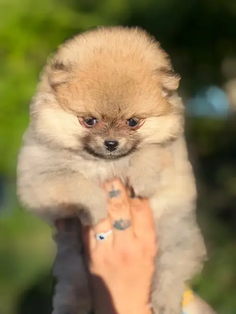 Spitz Allemand  Chiot N°3 Of The Dark Sea