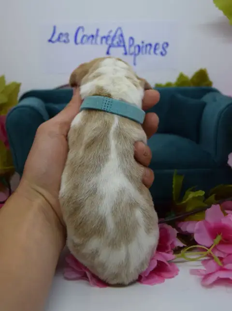 Basset Hound  Biscuit Des Contrées Alpines photo 3