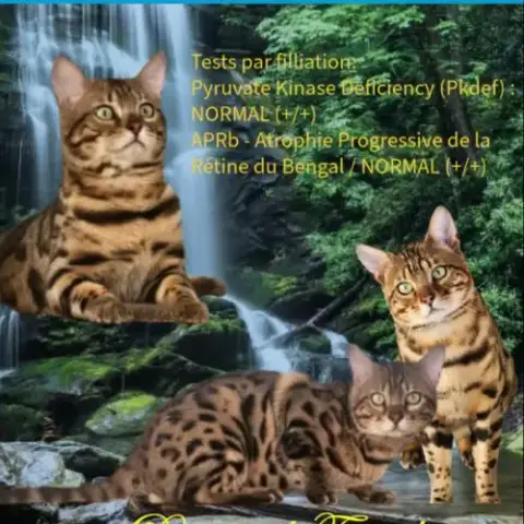 Etalon Bengal Brown Tabby
