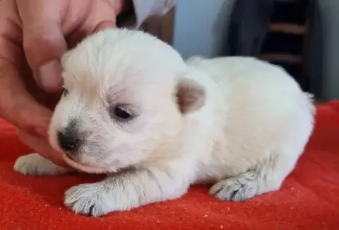 West Highland White Terrier  Chiot N°1 Des Hirondelle e2c7a photo 2