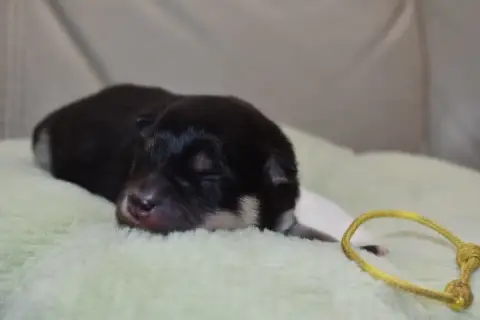 Chien Finnois De Laponie  Bambi De La Vallée Féérique aac6b