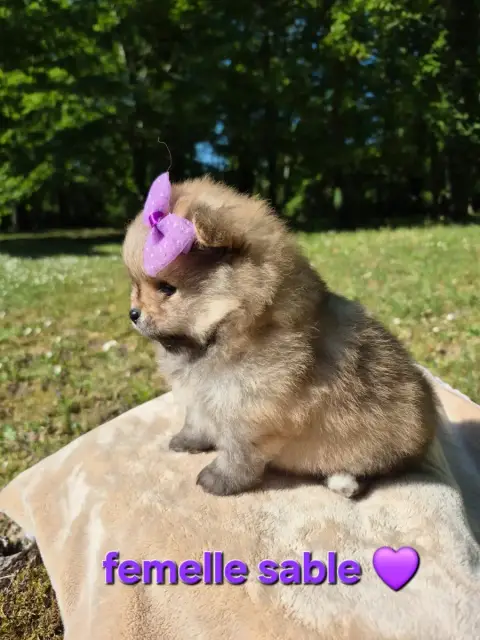 Spitz Allemand  Chiot 1 photo 2