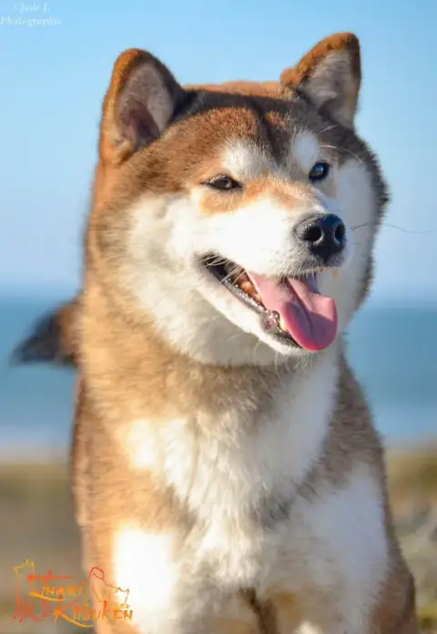 Shiba  Momiji Go Inari Kitsuken photo 3