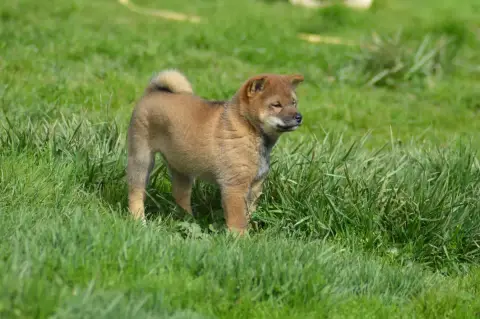 Shiba  Chiot 2 Sumidagawasou photo 3