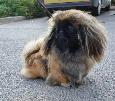 Pekinois  Chiot 2 J M'S Vagab photo 3