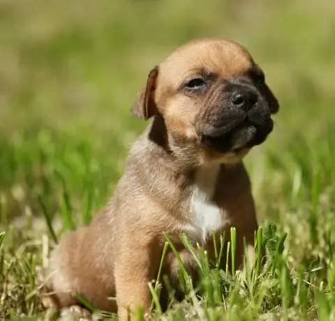 Staffordshire Bull Terrier  Chiot N°1 Oogie Boogie photo 2