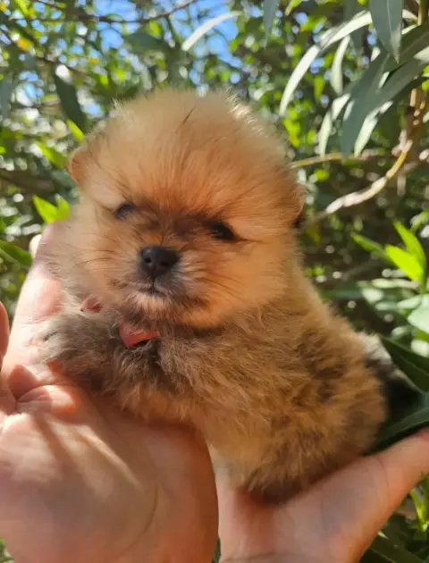 Spitz Allemand  Bill Des Amours De Claya photo 2