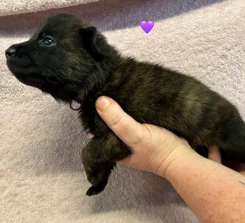 Berger Hollandais  Chiot Violette Du Domaine De Tanar add47 photo 2