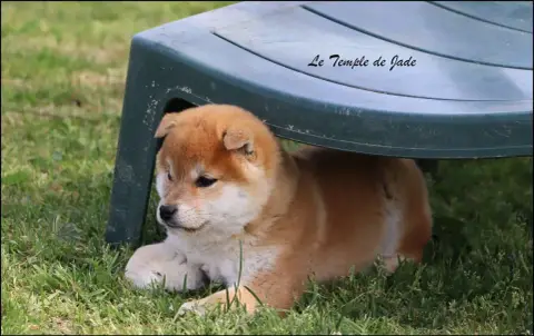 Shiba  Bouba Du Temple De Jade photo 2