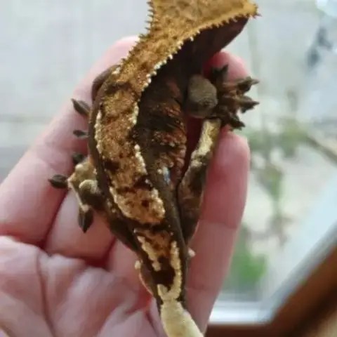Gecko À Crête A Vendre