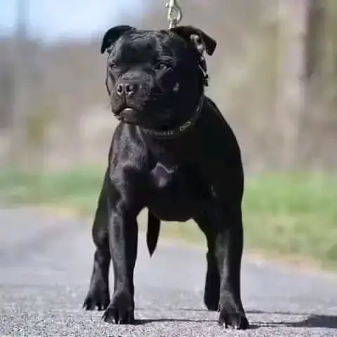 Staffordshire Bull Terrier  Chiot N°1 Du Temple Des G c4710 photo 3