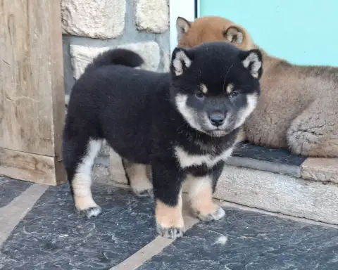 Shiba  Busujima Saeko Of Skystaff Starbuck photo 2