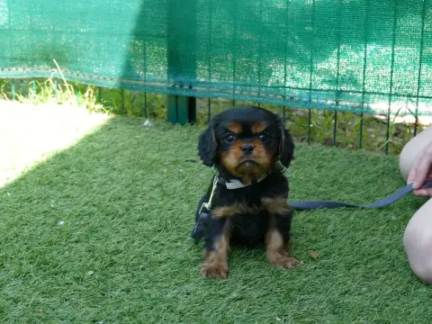 Cavalier King Charles Spaniel photo 3