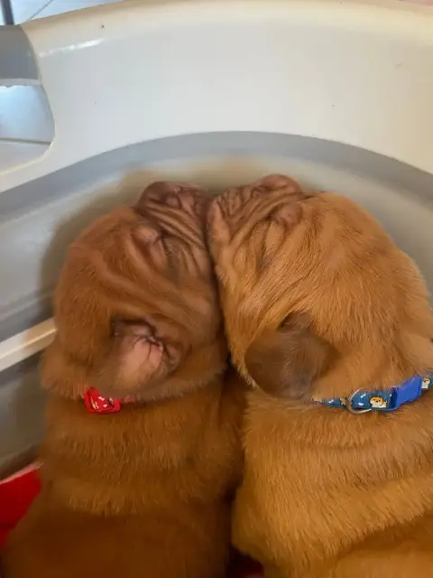 Dogue De Bordeaux  Rouge Des Sources Precieuses photo 2