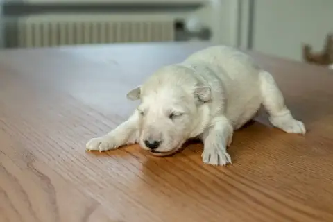 Berger Blanc Suisse  B Des Trois Land