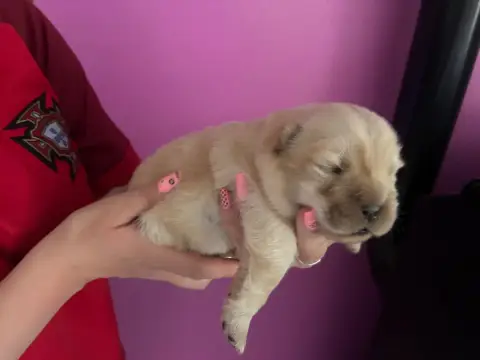 Chow Chow  B..... Du Domaine Des Grosses Papattes photo 2