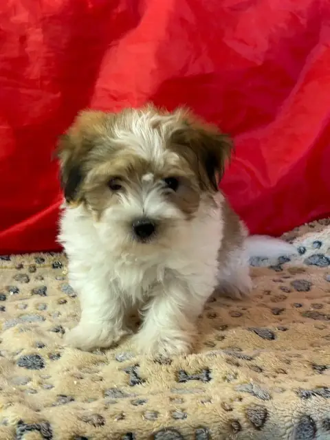 Coton De Tulear  Bilibo Du Hameau De Roxane photo 3