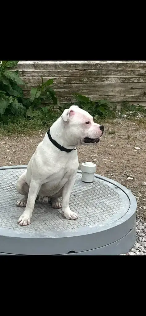 Staffordshire Bull Terrier  Vaiko Du Centre Del Mon e5b29