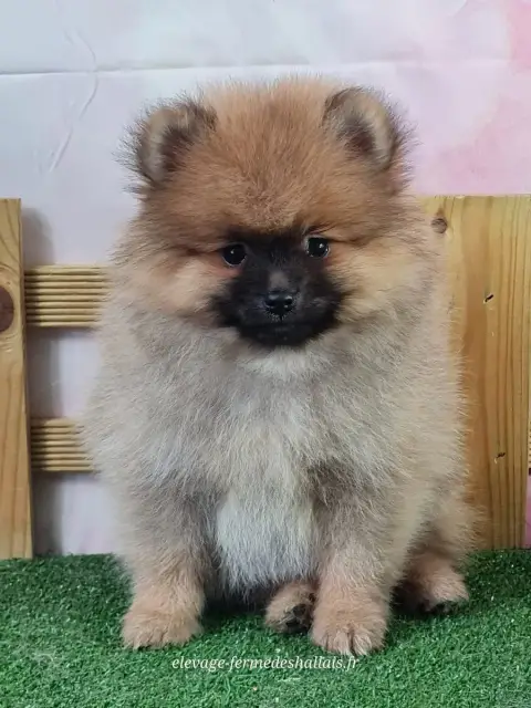 Spitz Allemand  Brownie Du Mont De La Chenaie photo 2