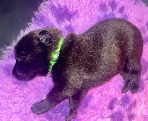 Berger Hollandais  Chiot Vert Du Domaine De Tanaris ee0ec