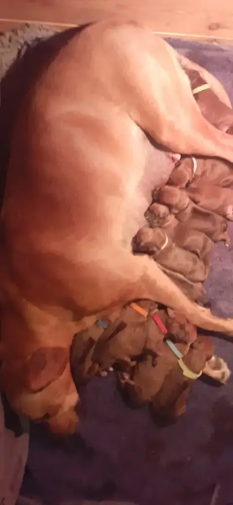 Rhodesian Ridgeback  Vert Hells Rhodesian