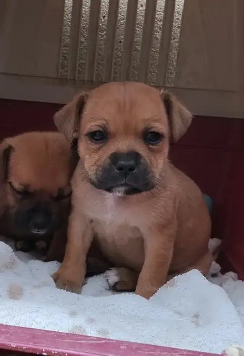 Staffordshire Bull Terrier  Beretta Des Vallées Du Gr 4c328 photo 2