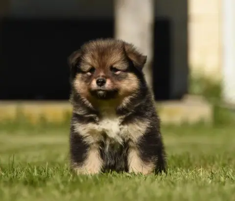 Chien Finnois De Laponie  Chiot N°4 Des Collines De S 7f593