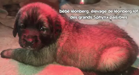 Leonberger  Chiot N°2 Grands Sphynx Paisibles