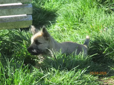 Cairn Terrier  Chiot 2 Des Cedres De Bourdane