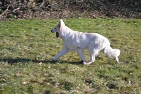 Berger Blanc Suisse  Bloom Des Hauts De Menaurupt photo 3