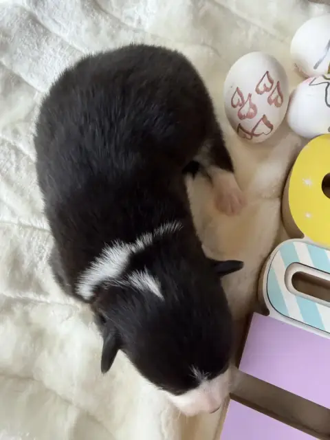Welsh Corgi Pembroke  Mâle 3 De La Garde Divine